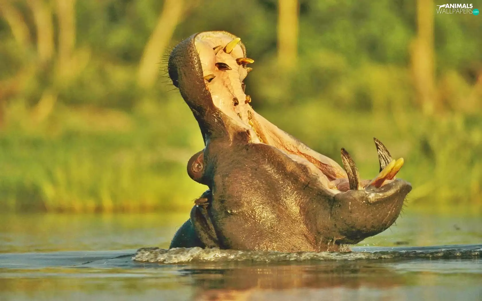 hippo, water, mouth, yawning