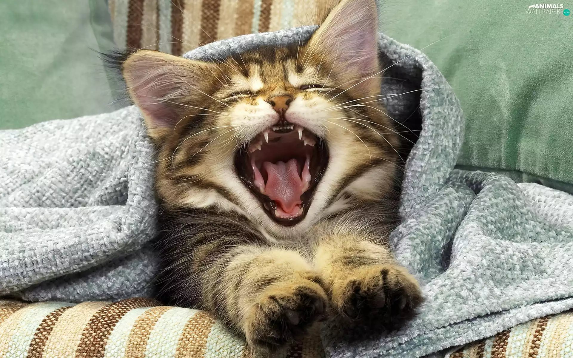 yawning, kitten