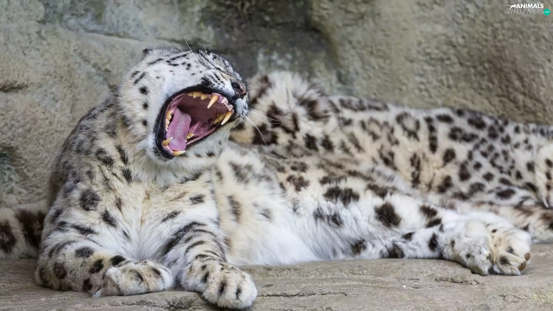 yawning, snow leopard