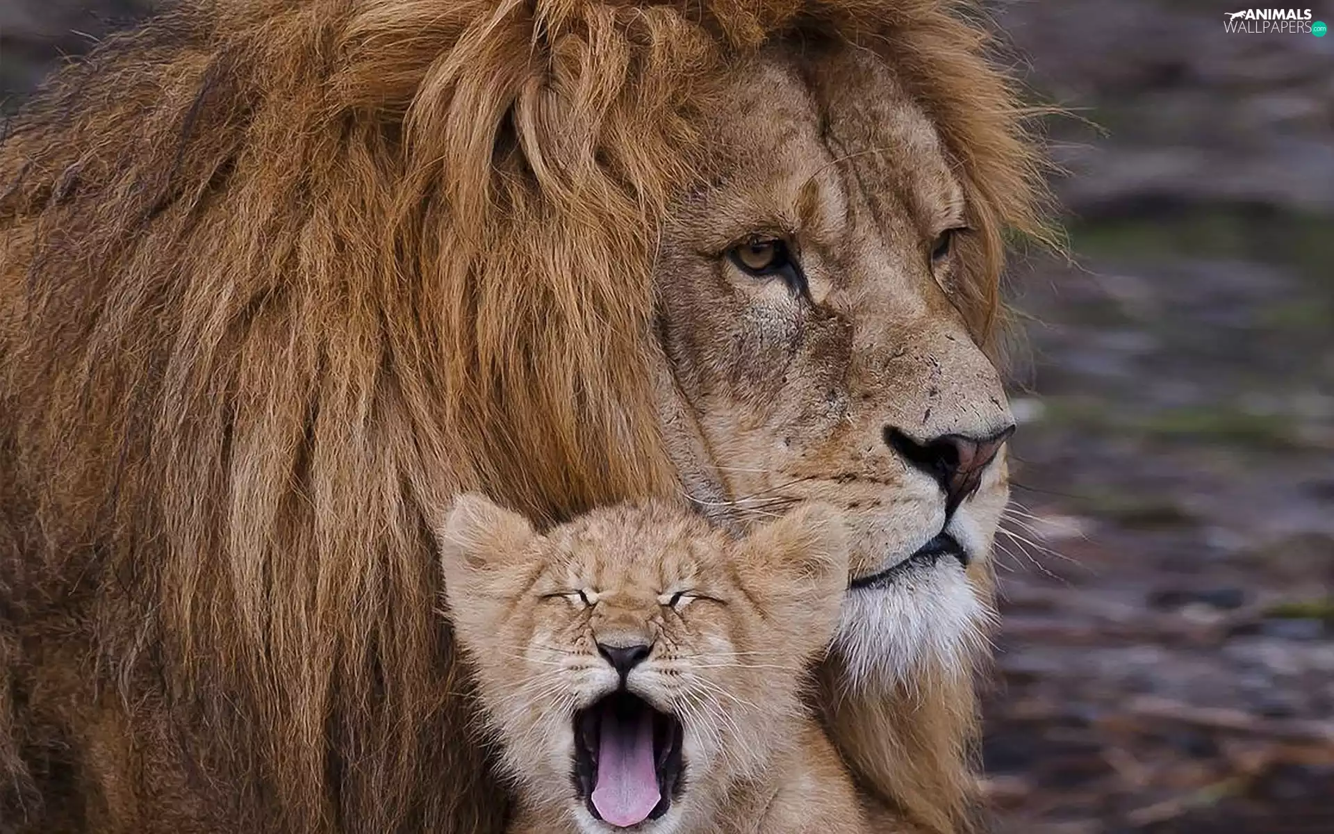 yawning, Lion, lion