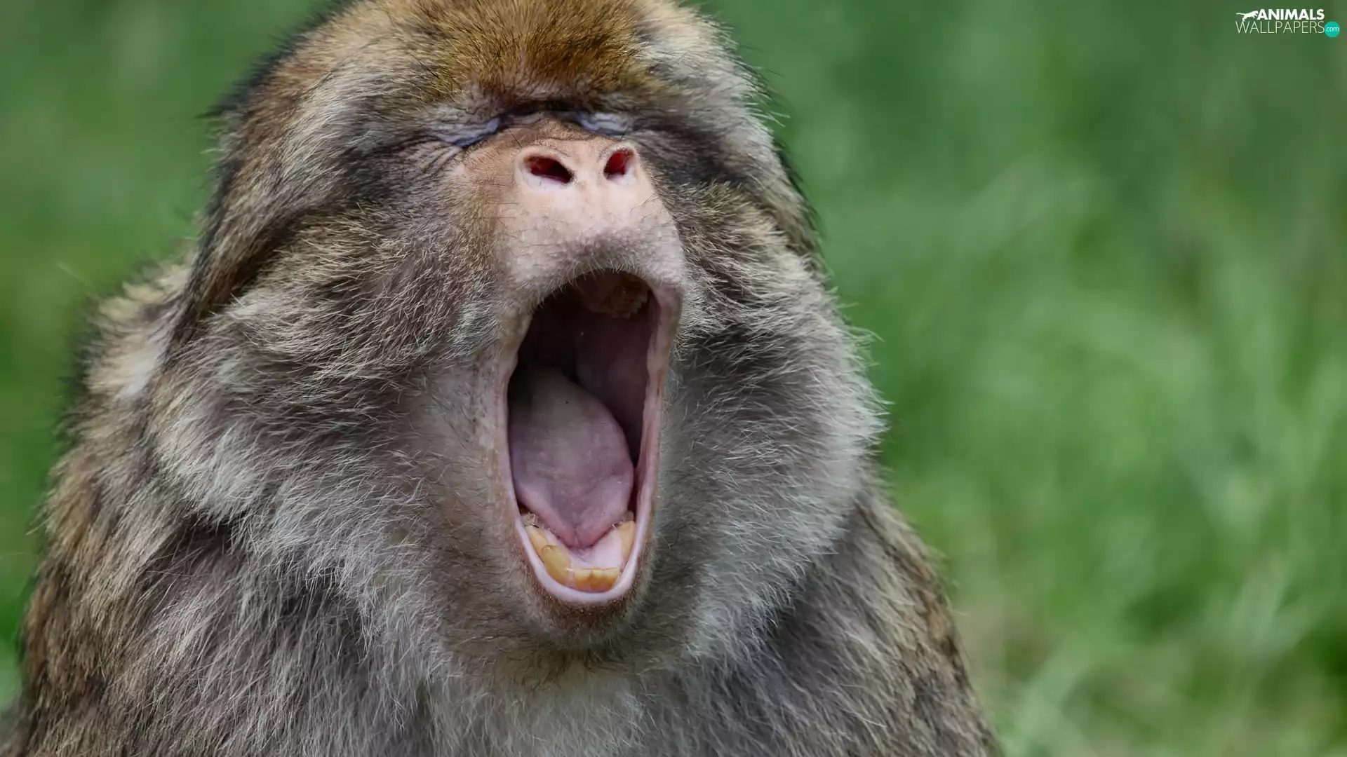 yawning, Monkey