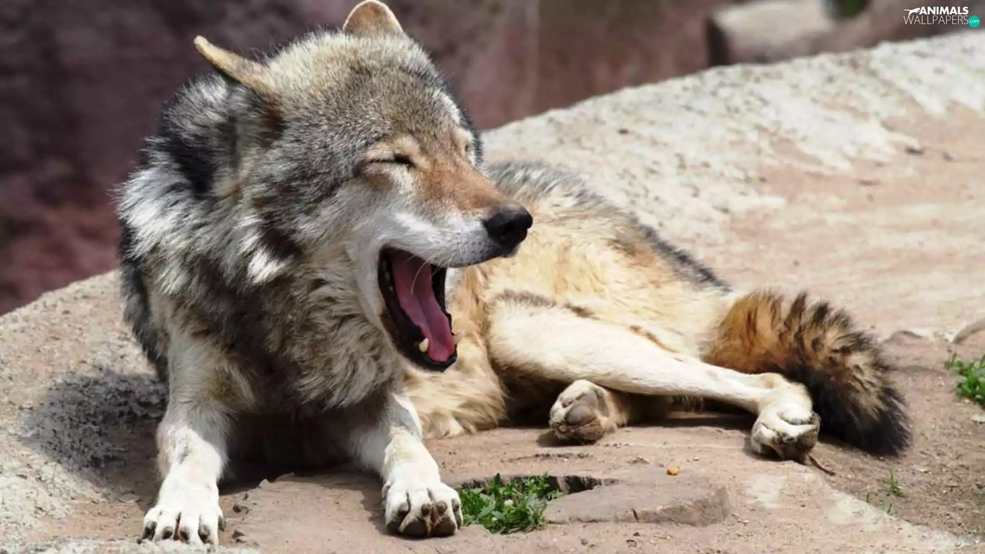 yawning, Wolf