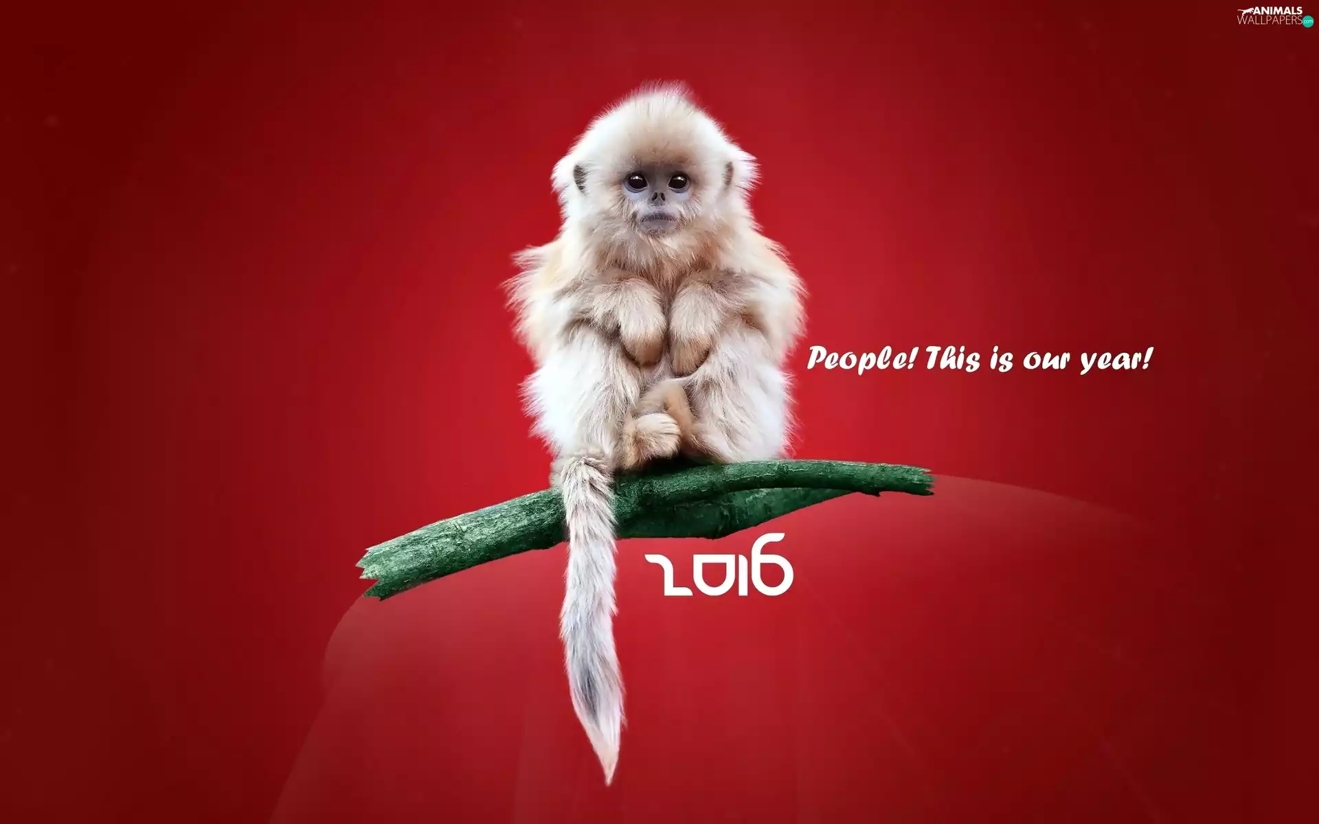 New Year, Monkey, message, 2016