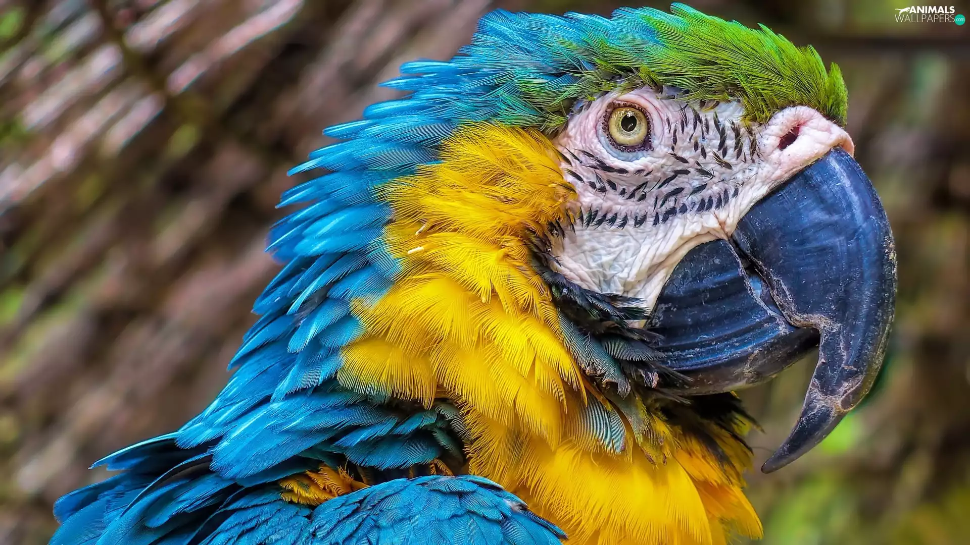 Bird, blue-and-yellow macaw, Head, parrot