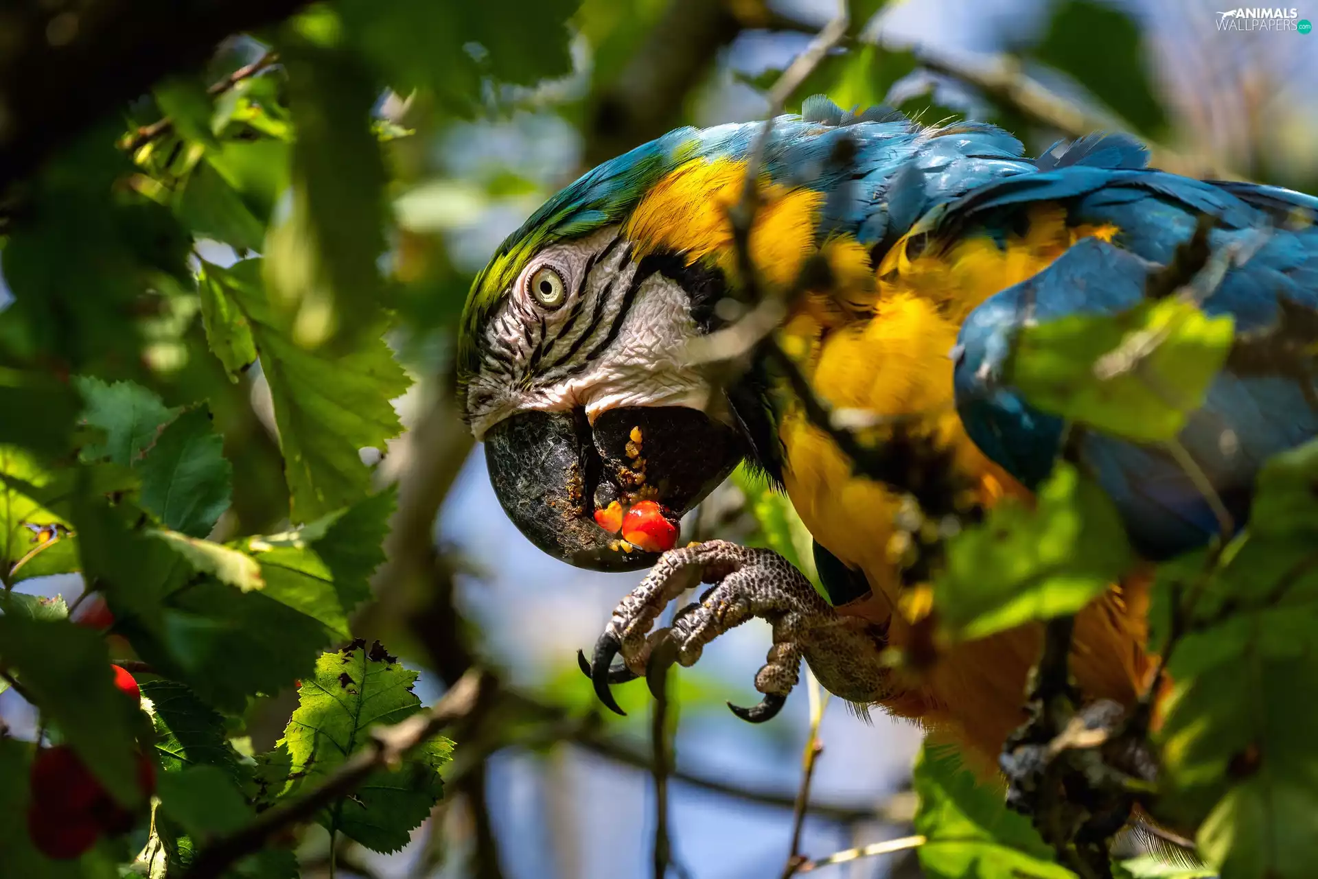 Bird, blue-and-yellow macaw, Leaf, parrot