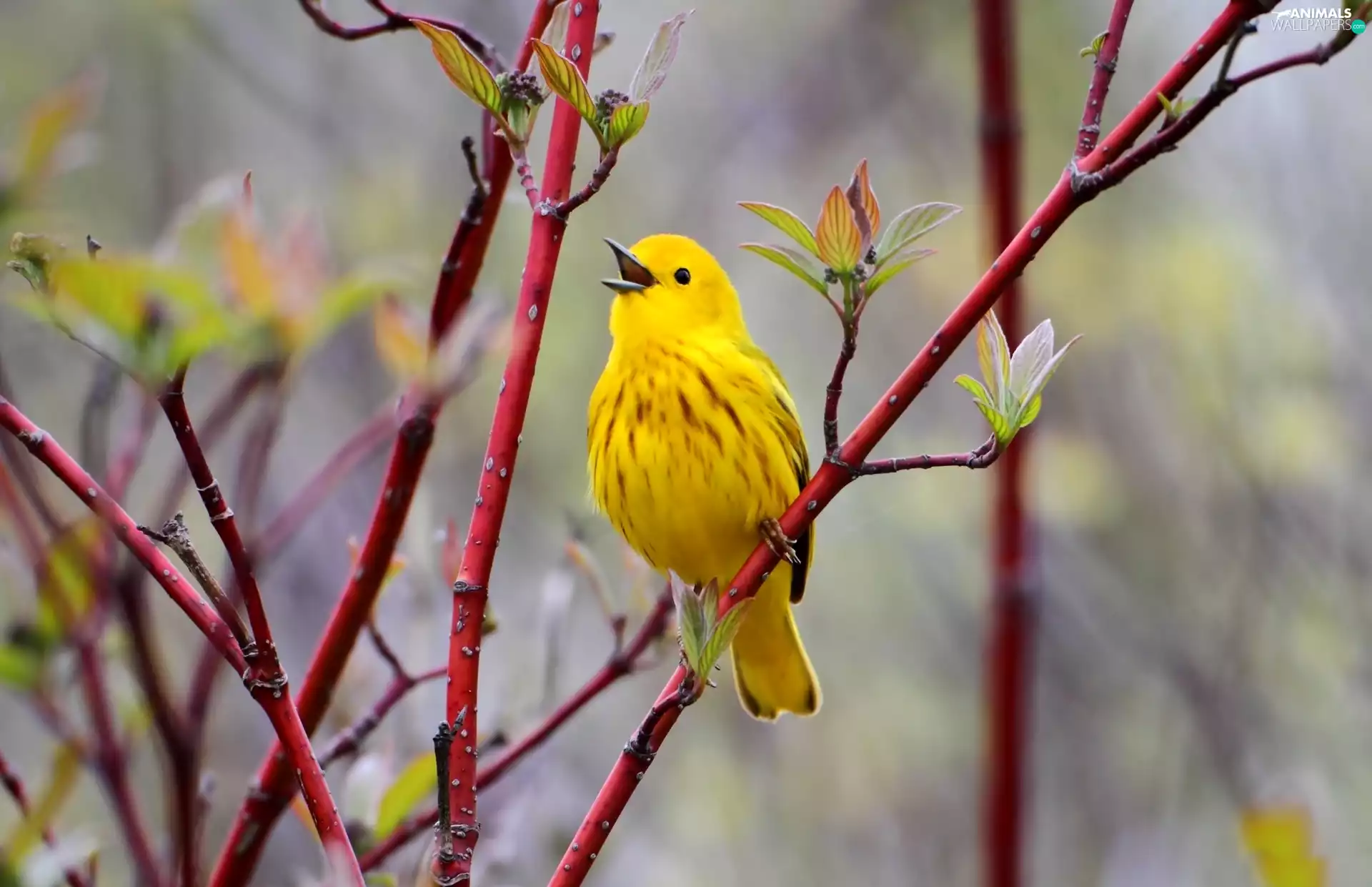 Bird, Twigs, Red, Yellow
