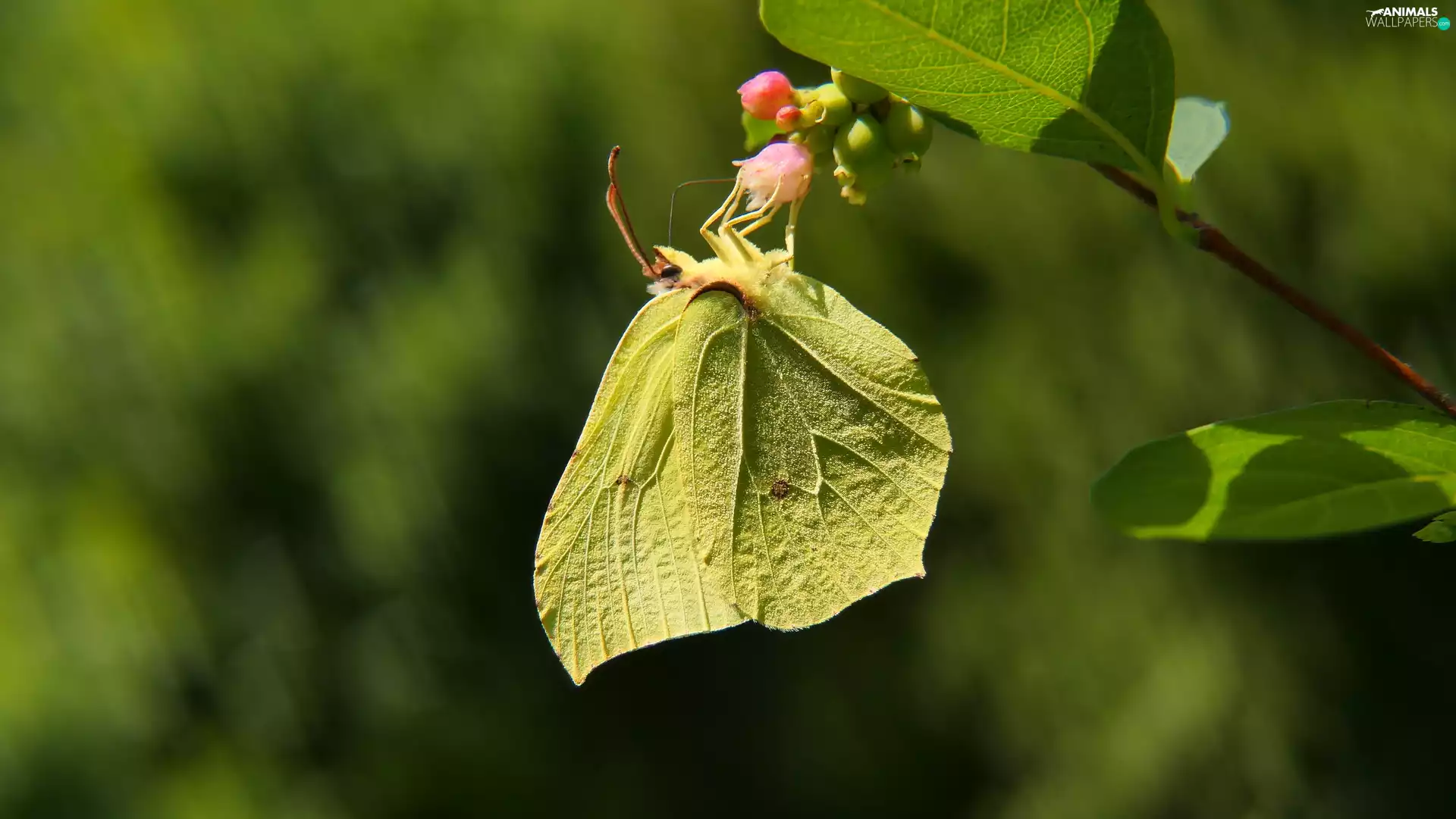 butterfly, Gonepteryx rhamni, Yellow