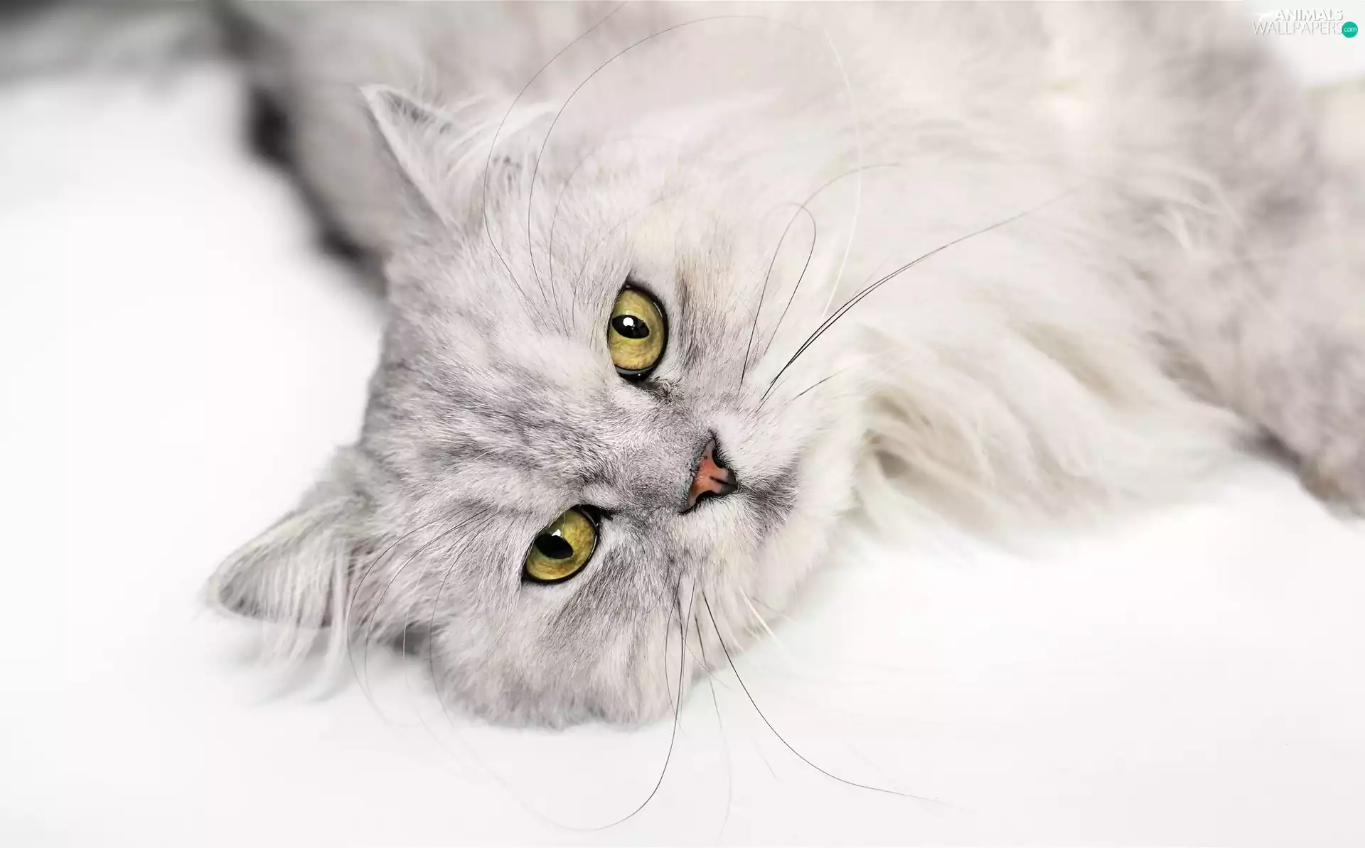 cat, honey, Eyes, Yellow