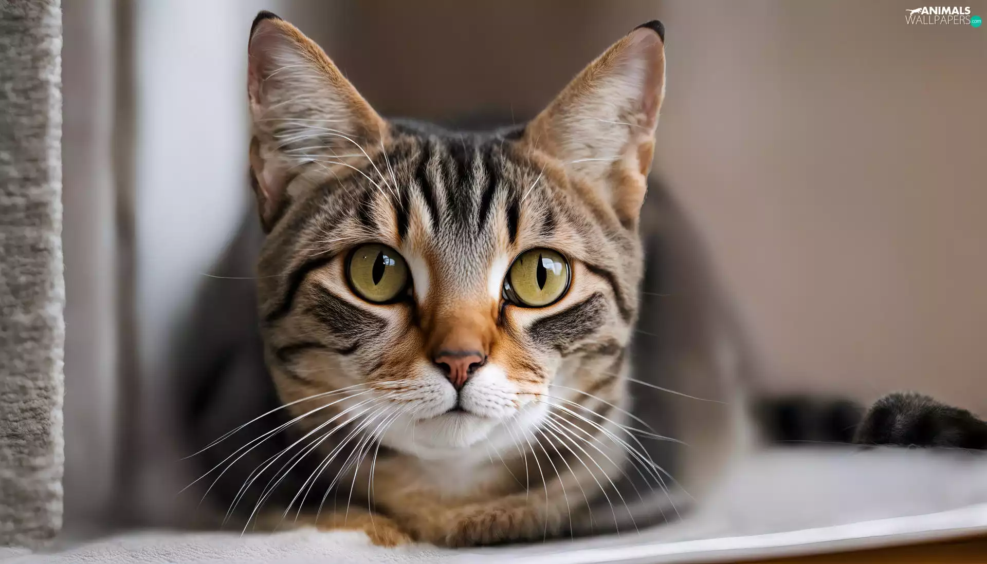 cat, Eyes, rapprochement, Yellow