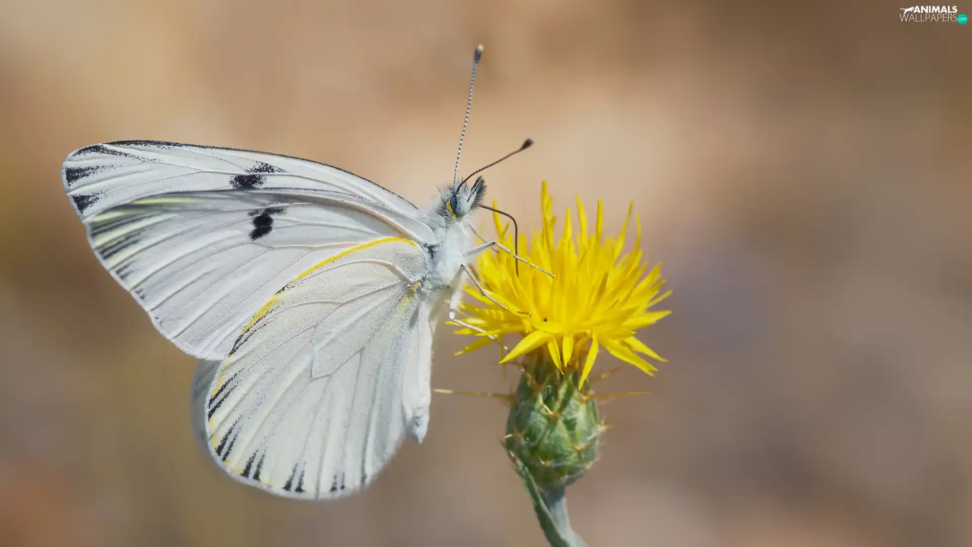 White, Yellow, Colourfull Flowers, butterfly