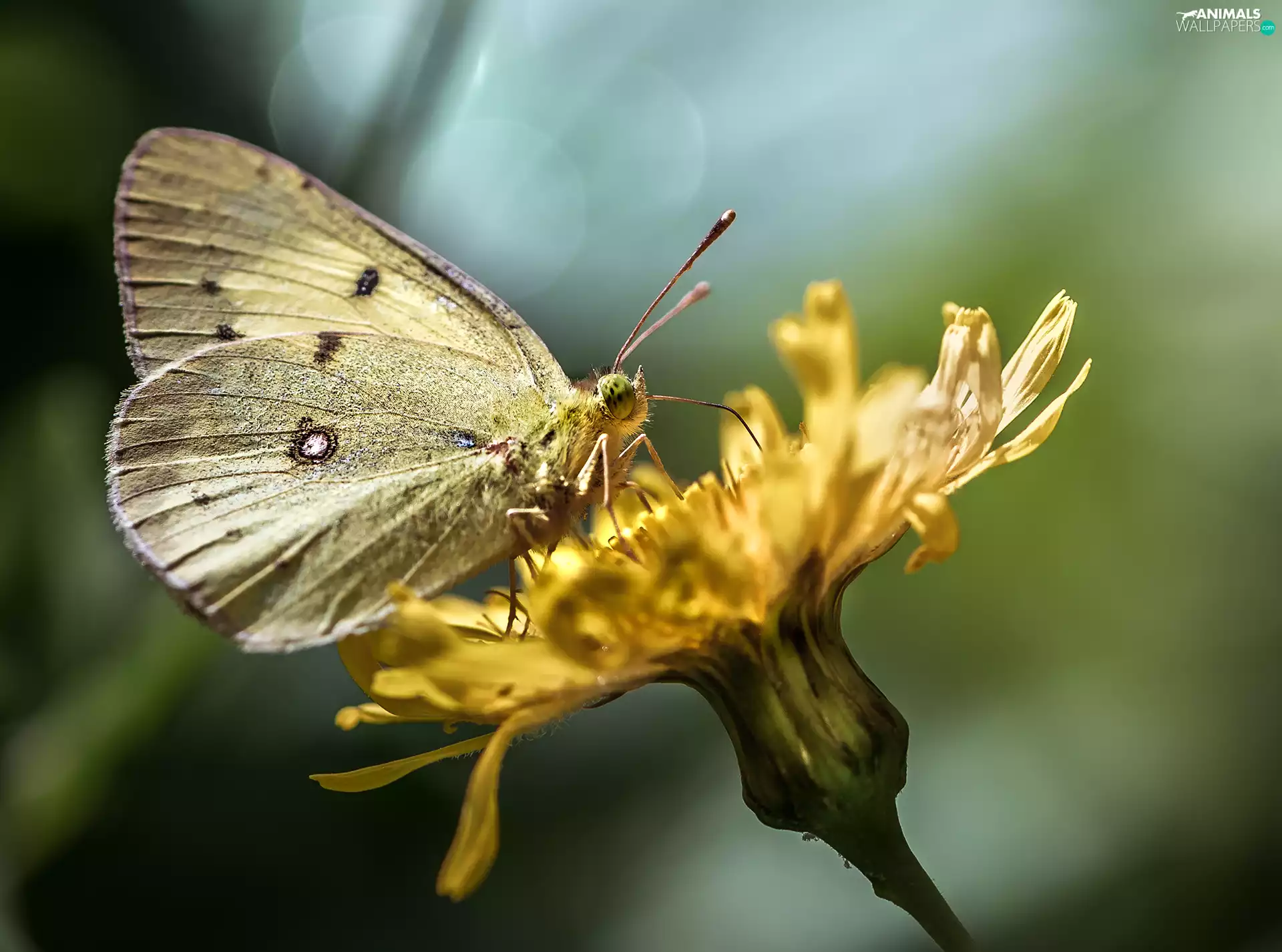 Yellow, Yellow, Colourfull Flowers, butterfly
