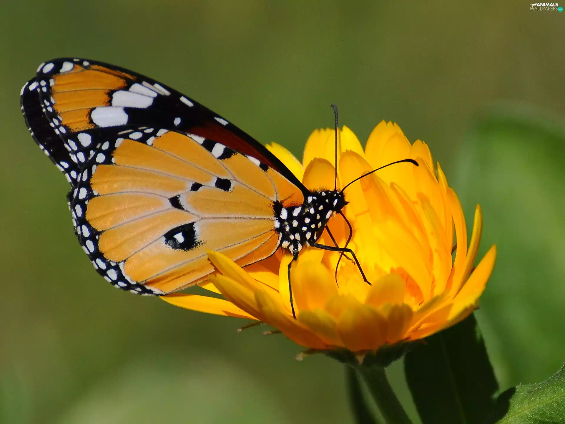 Colourfull Flowers, butterfly, Yellow