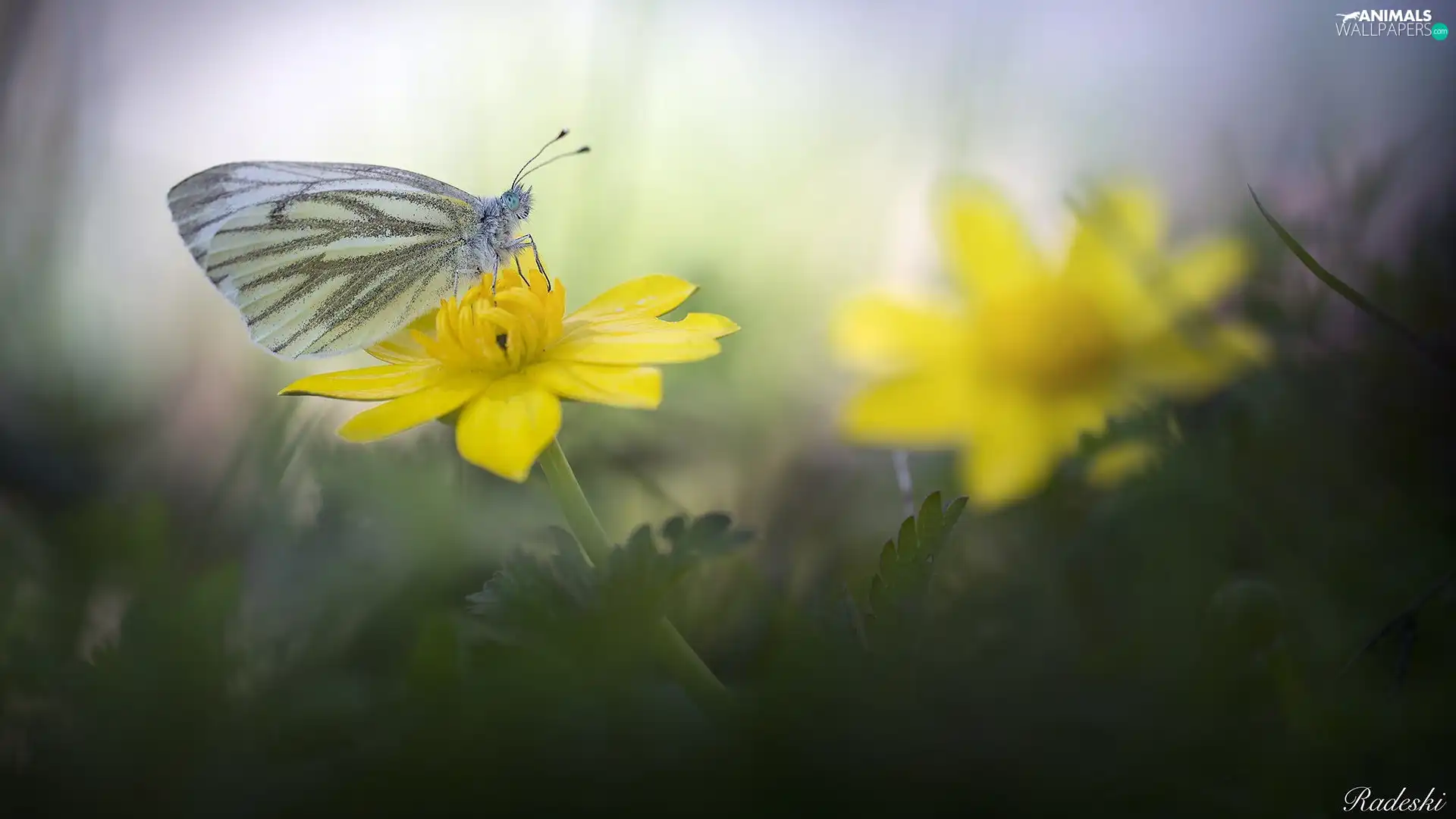 butterfly, Yellow, Colourfull Flowers, Cabbage