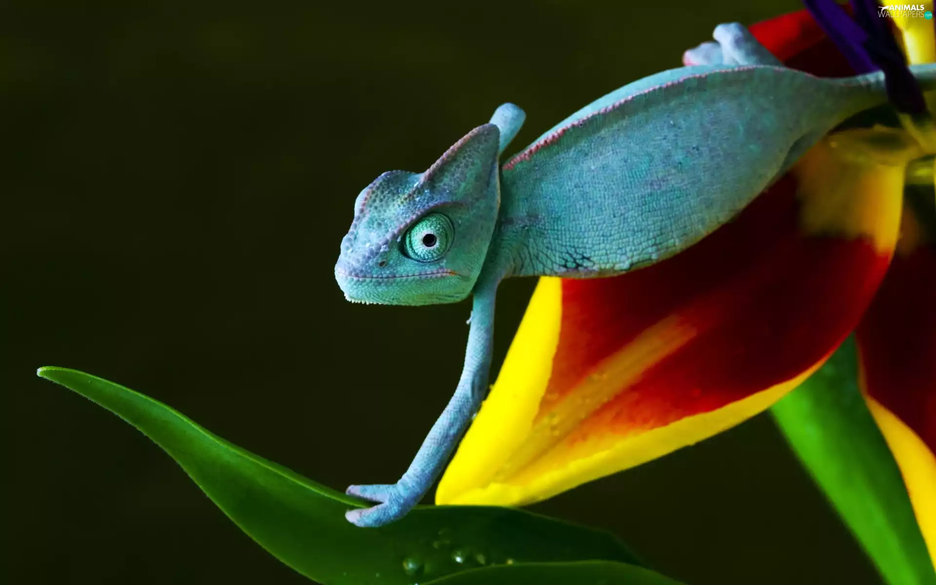 blue, Yellow, Colourfull Flowers, Cameleon