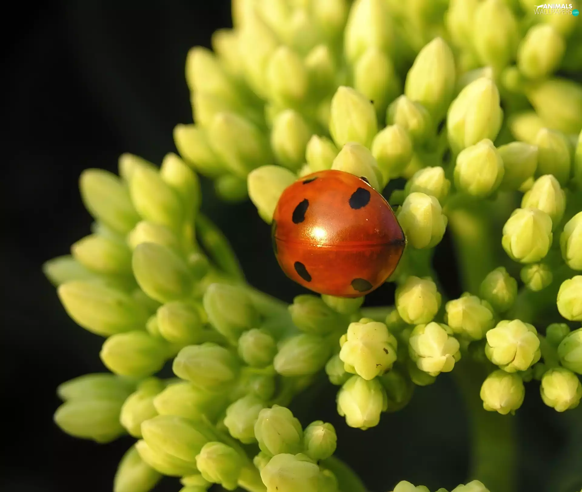 Colourfull Flowers, ladybird, Yellow