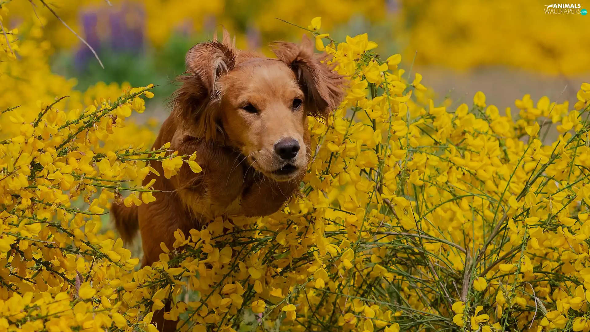 dog, Flowers, blur, Yellow