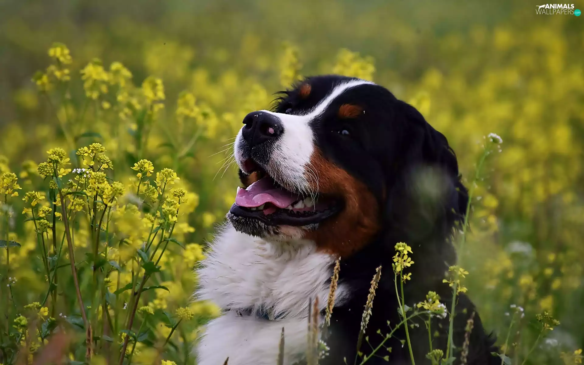 dog, Flowers, rape, Yellow
