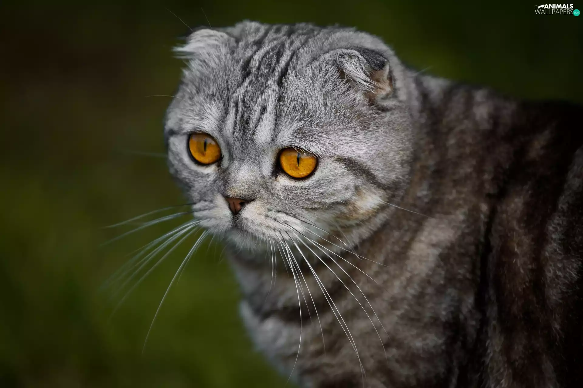cat, Yellow, Eyes, Scottish Fold