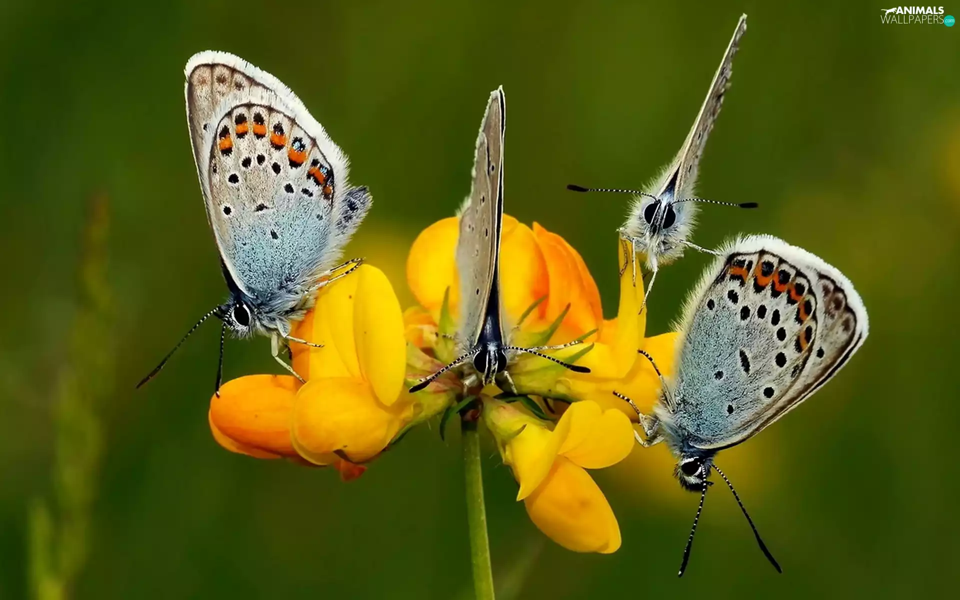 butterflies, Yellow, Flower, blue tits