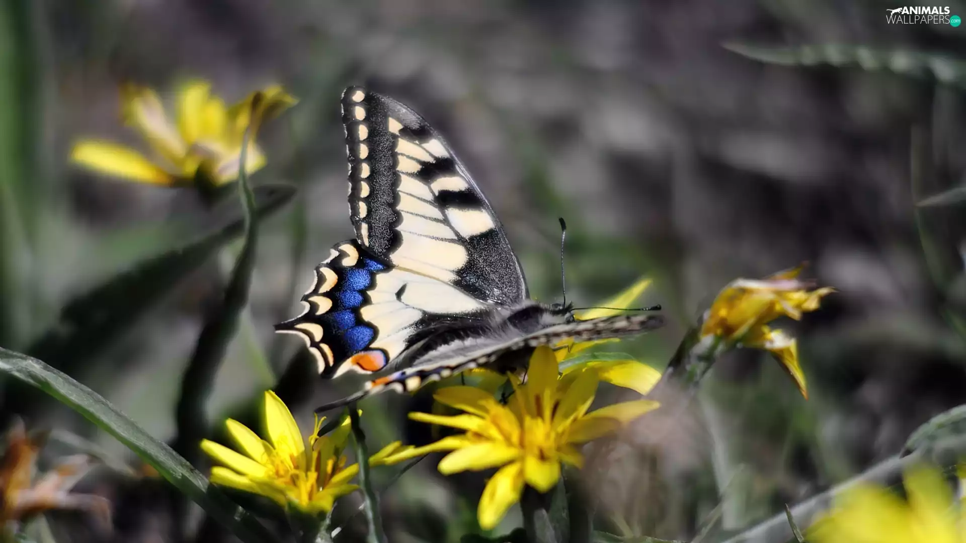 butterfly, Yellow, Flowers, Oct Queen