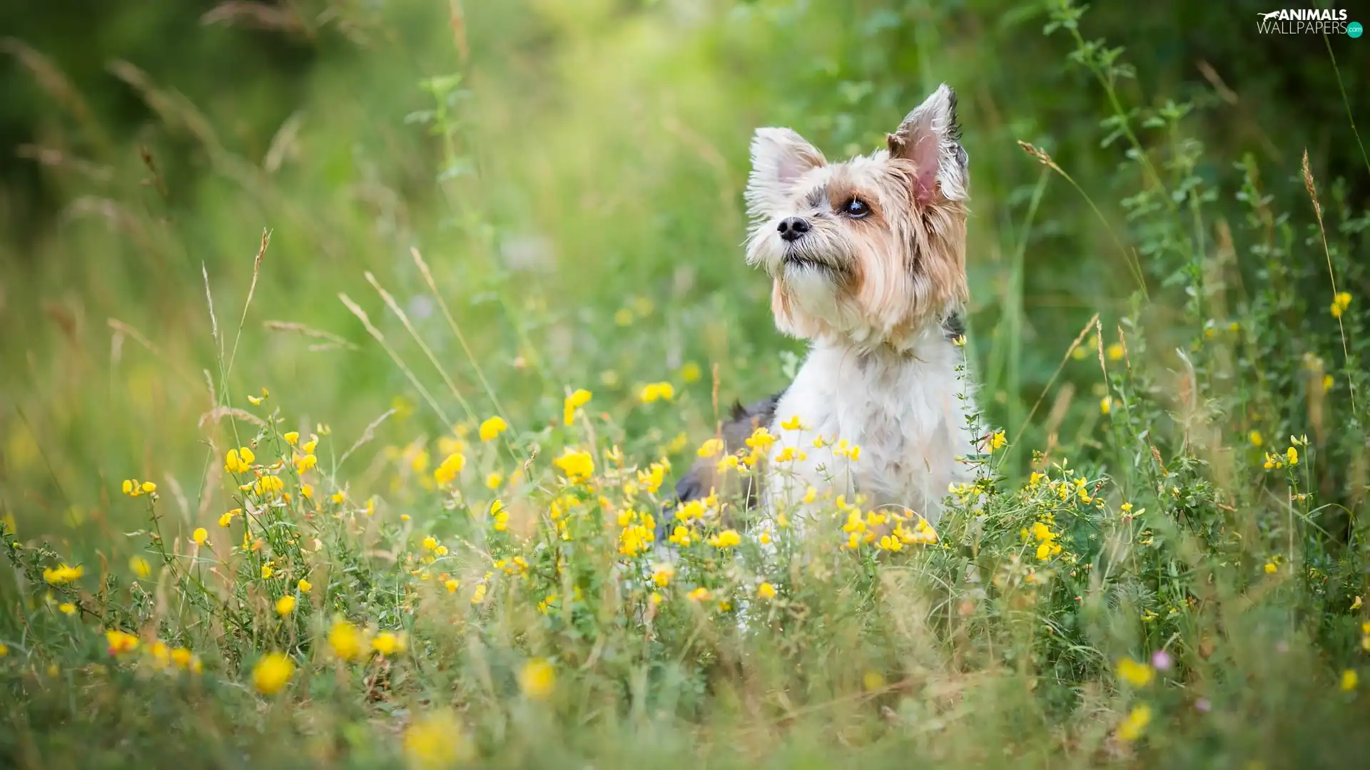 dog, Yellow, Flowers, Yorkshire Terrier