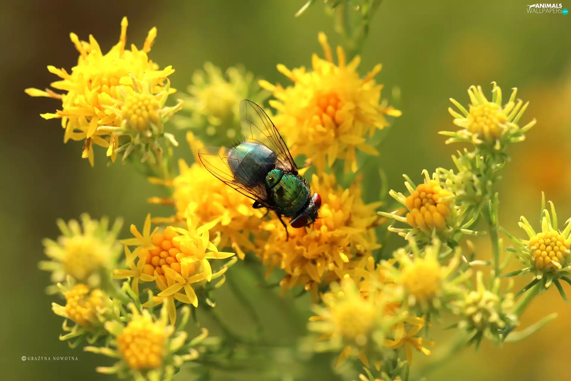 Flowers, Yellow, fly, Insect, Coloured