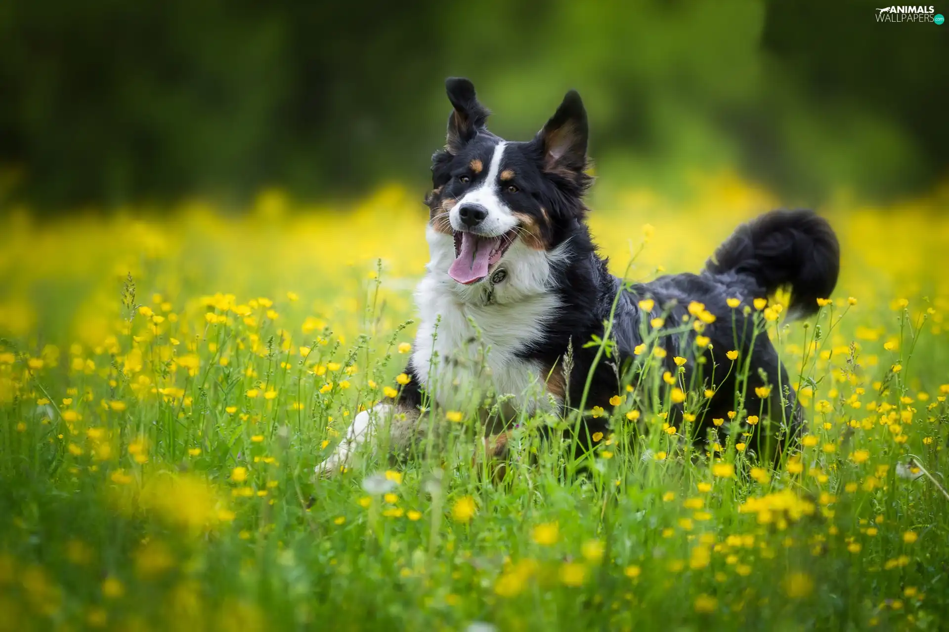 Bernese Mountain Dog, Yellow, Flowers, Meadow