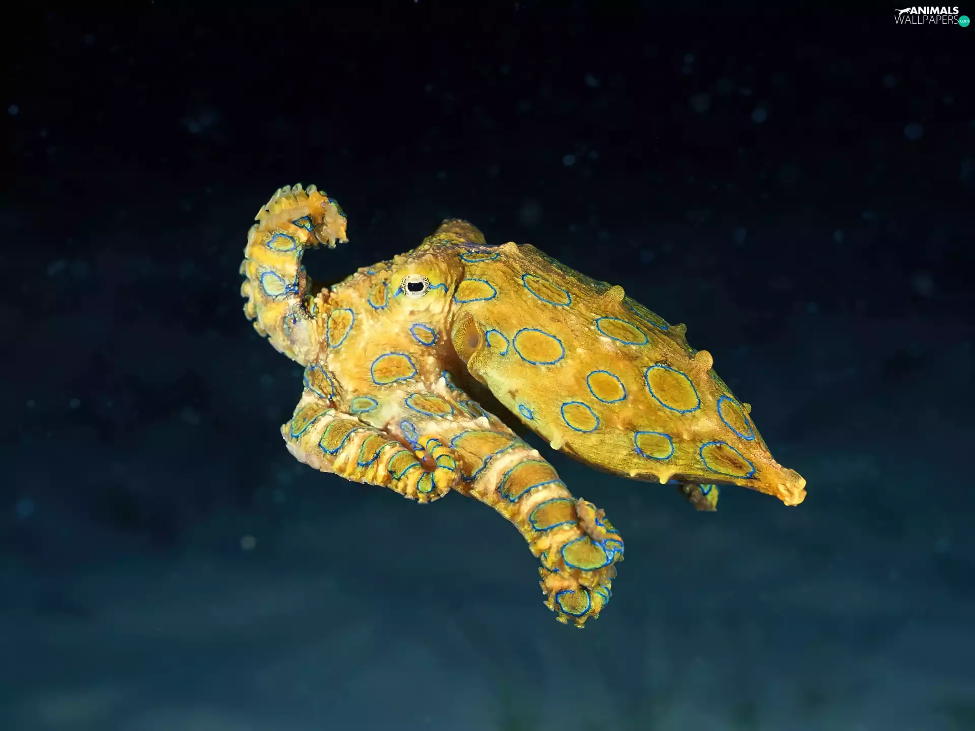 Yellow Honda, Octopussy