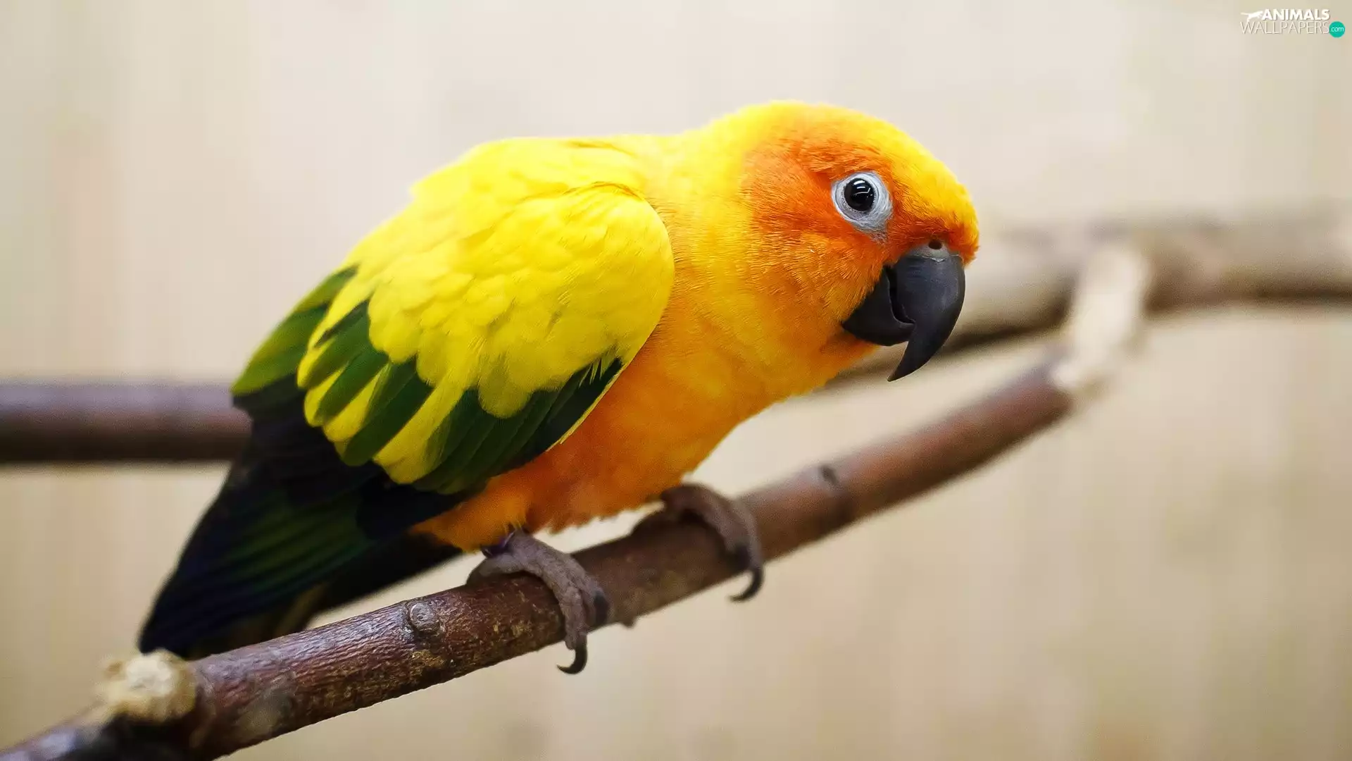 Orange, Green and Yellow, wings, parrot