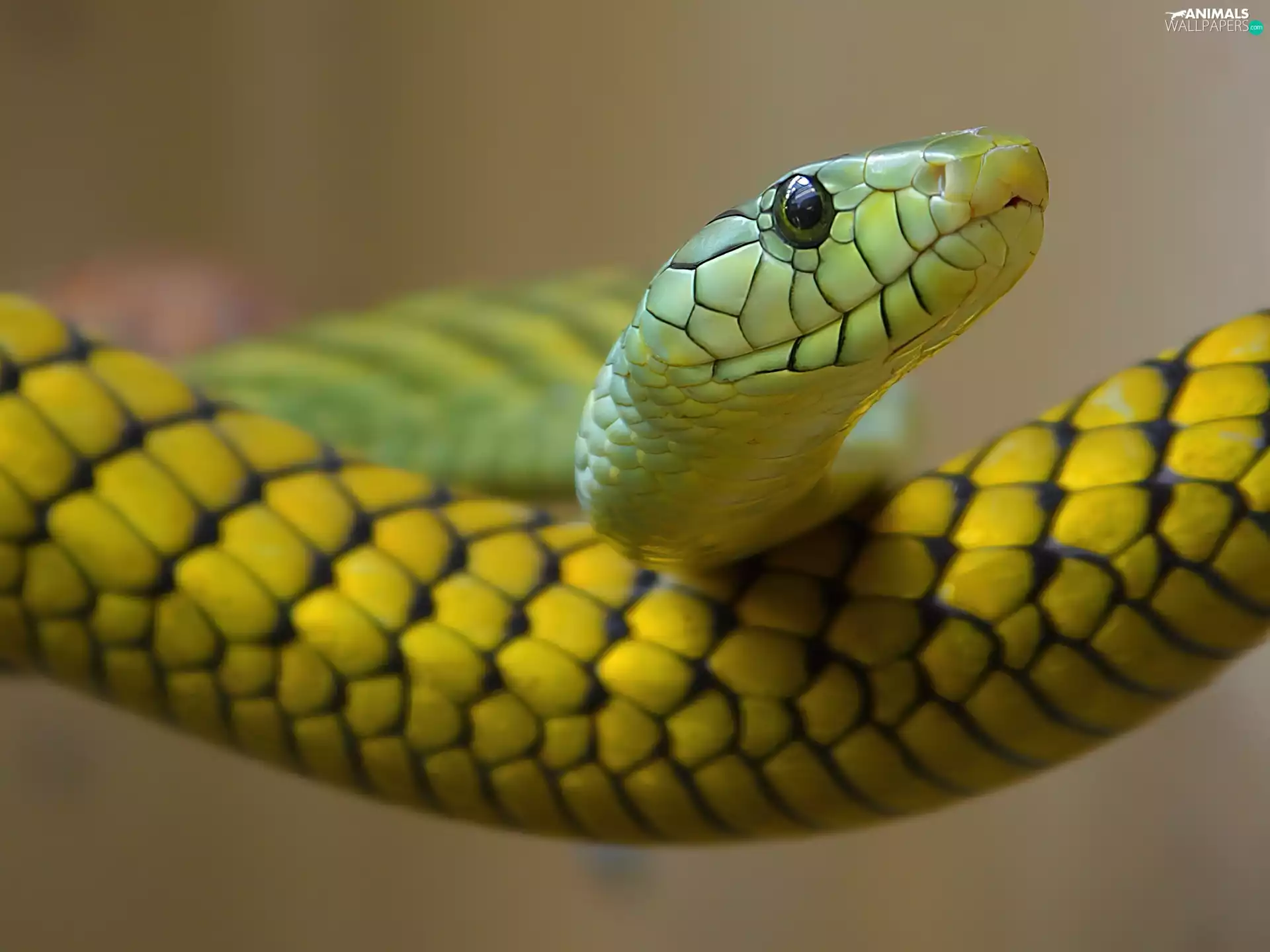 Yellow, Snake