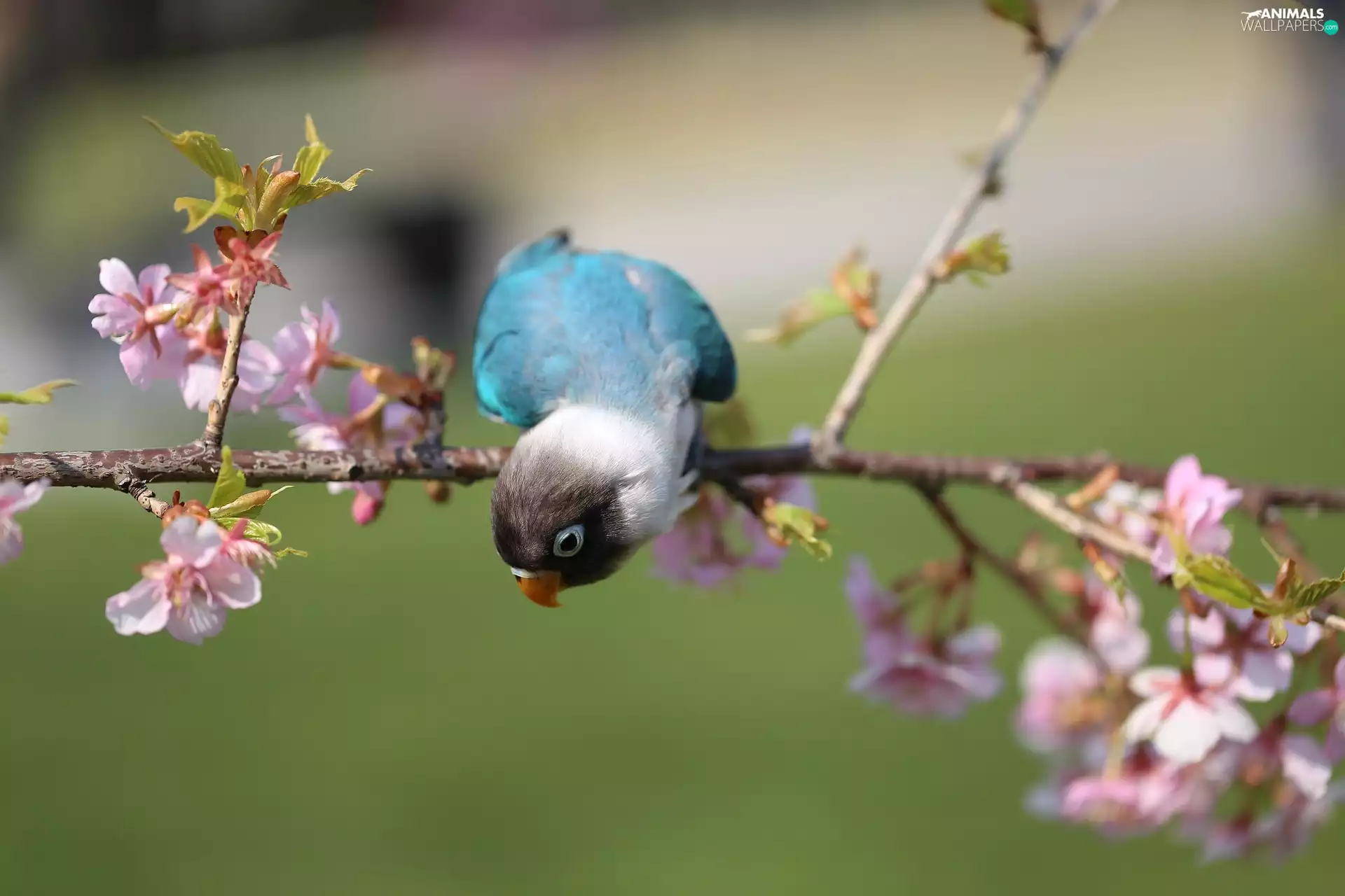 Yellow-collared lovebird, little parrot, Flowers, Spring, twig, Blue
