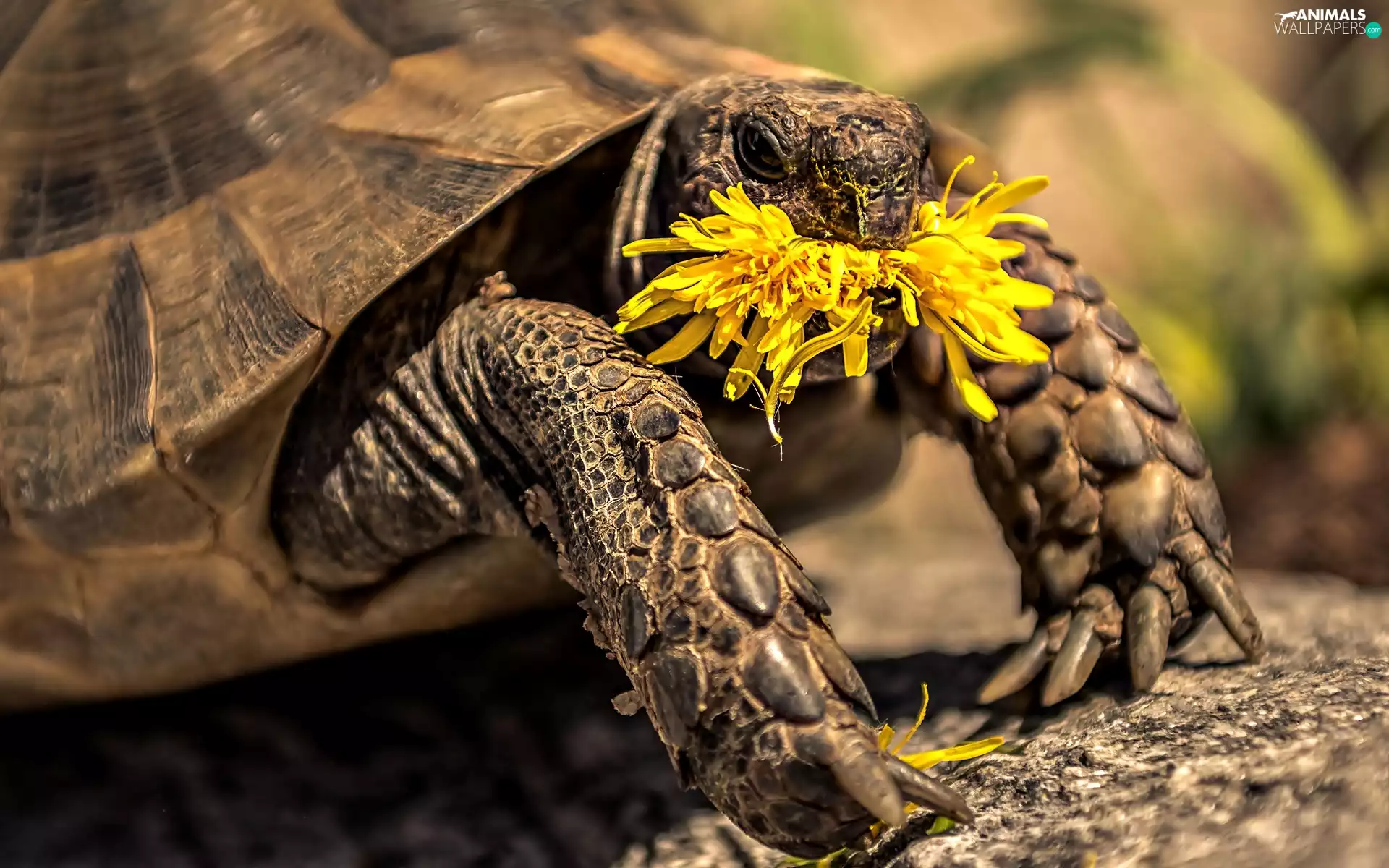 turtle, Flower, puffball, Yellow