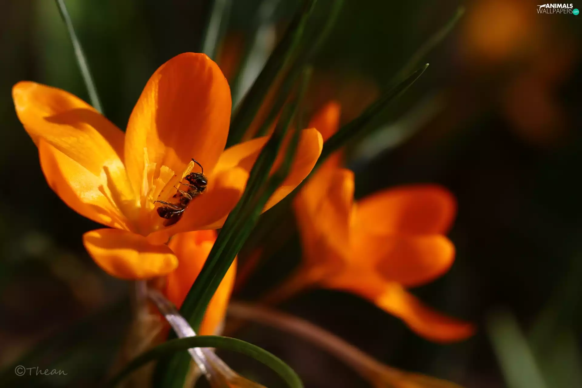 Colourfull Flowers, Spring, Yellow, crocus, wasp