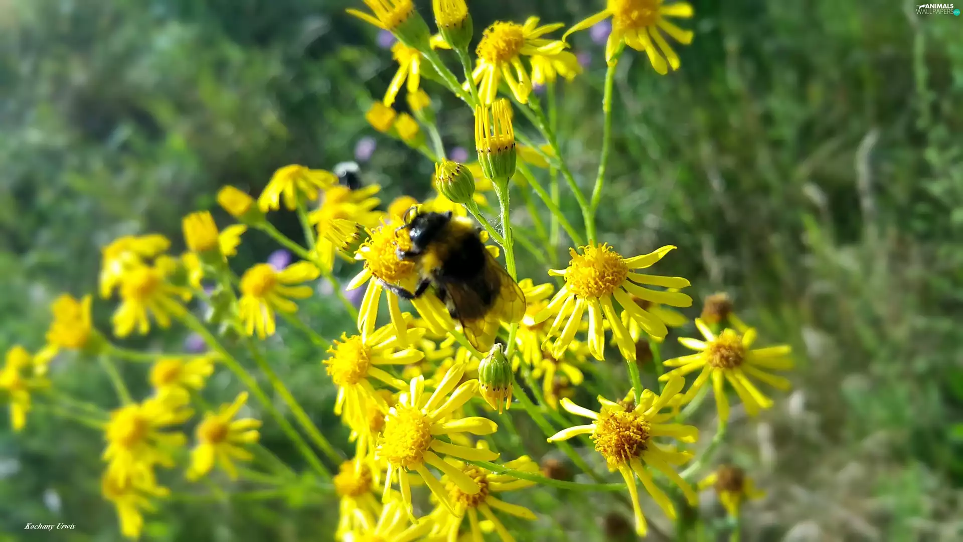 Wildflowers, Flowers, dumbledor, Yellow