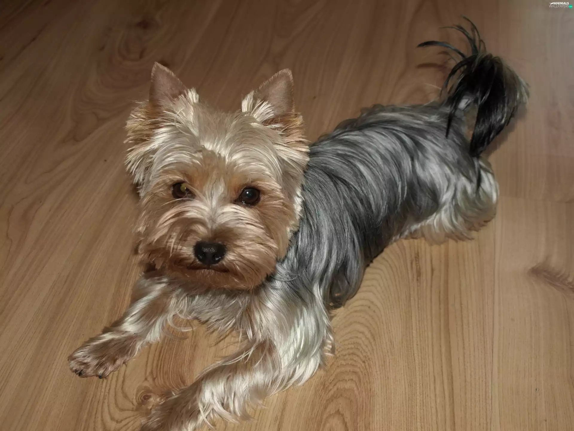 dog, Shining, hair, York