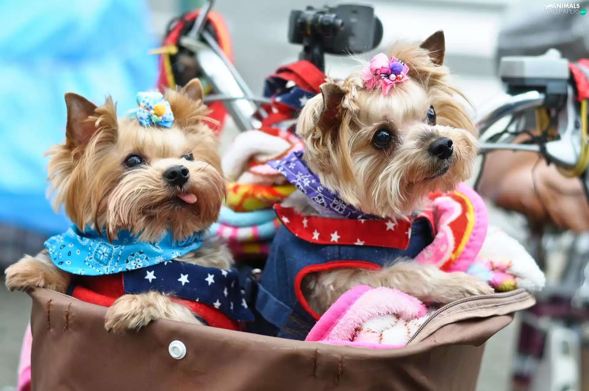 clothes, Two cars, Yorki