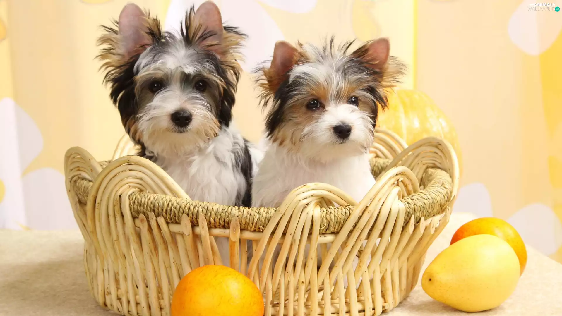 basket, Two cars, Yorkshire terrier biewer