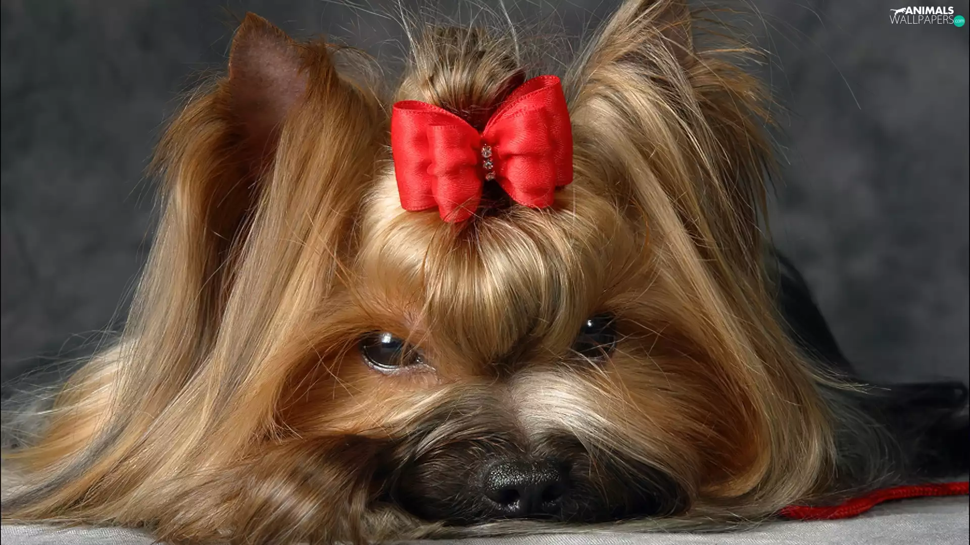 Yorkshire Terrier, Loop