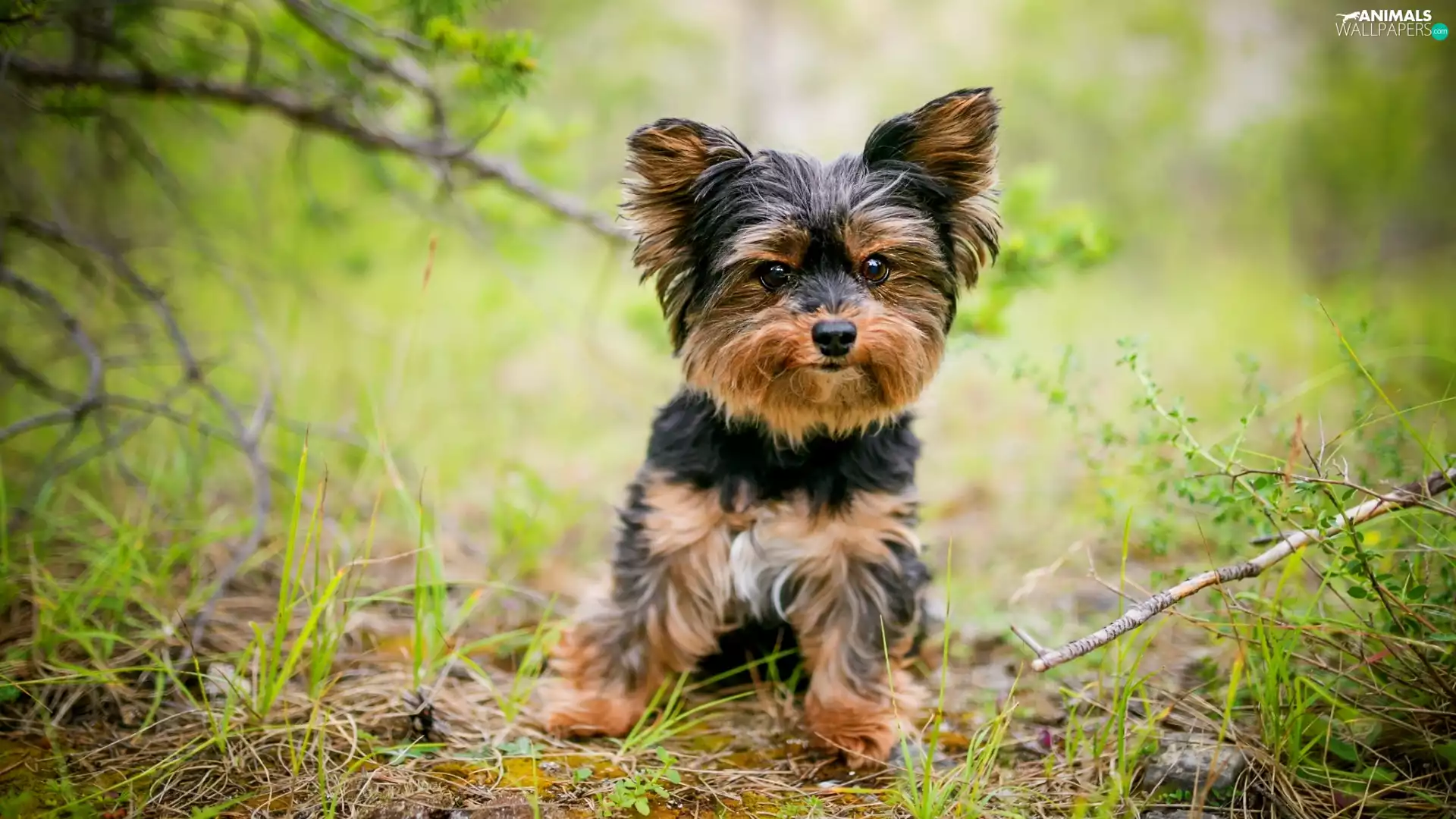 dog, Yorkshire Terrier, grass, Puppy