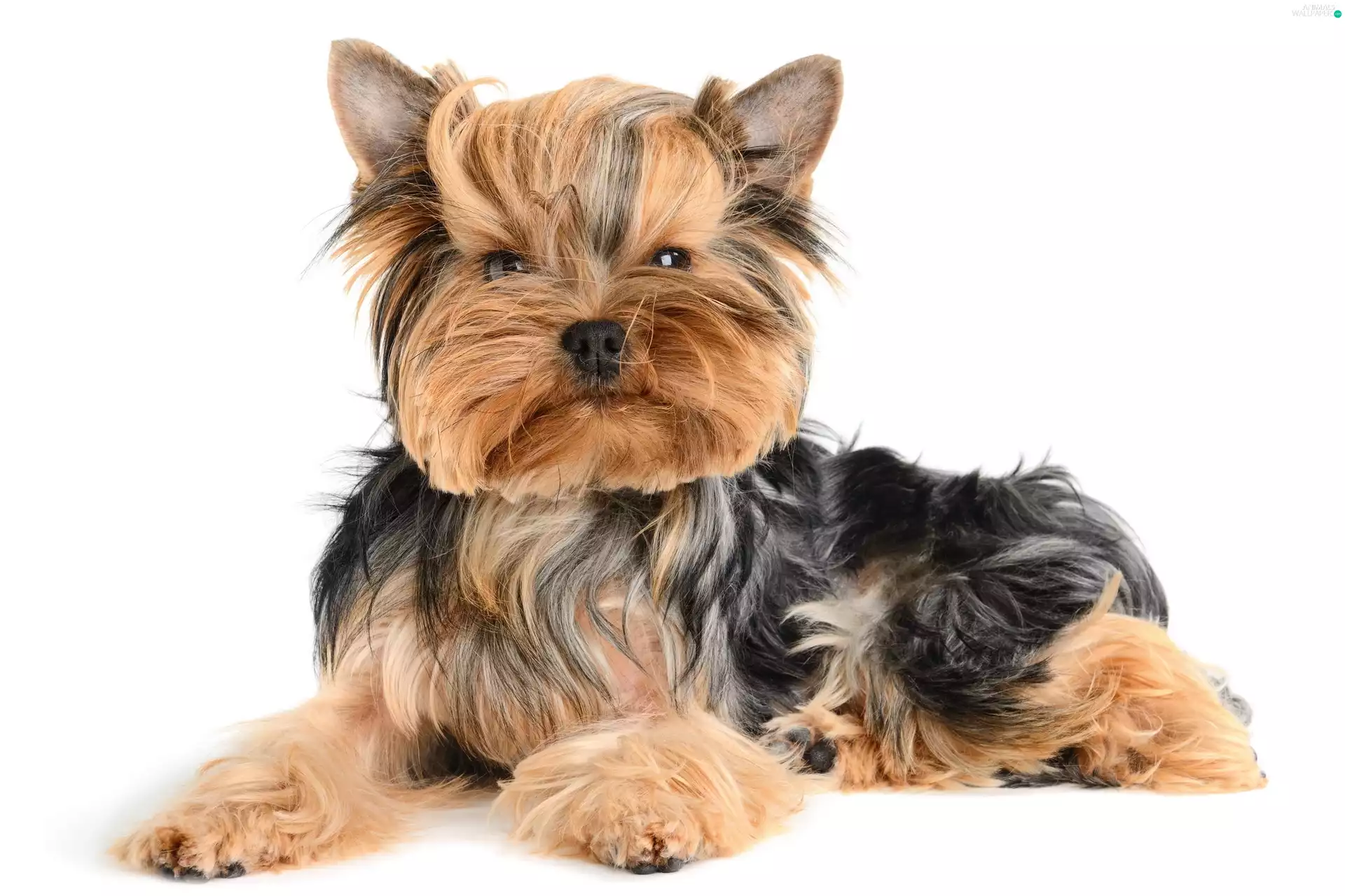 Yorkshire, Terrier