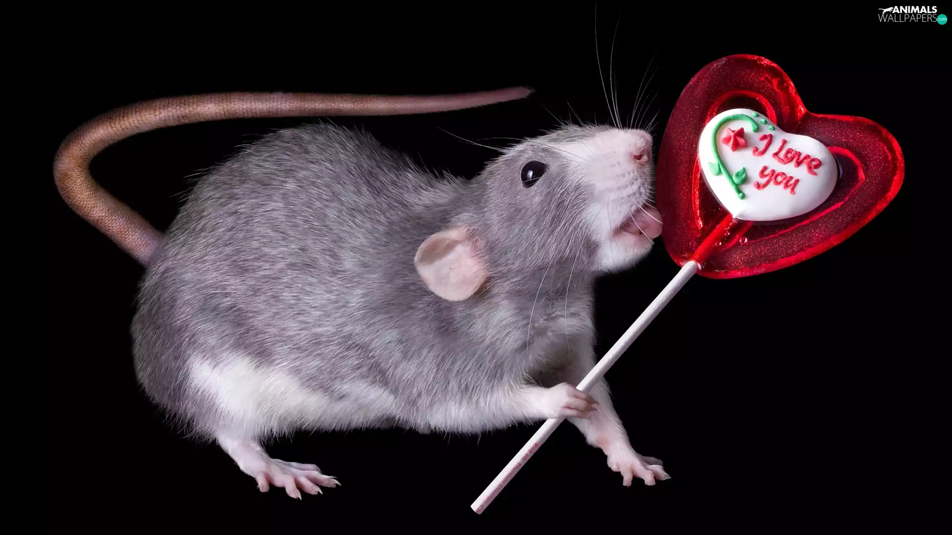 text, I love you, Lollipop, Heart, rat