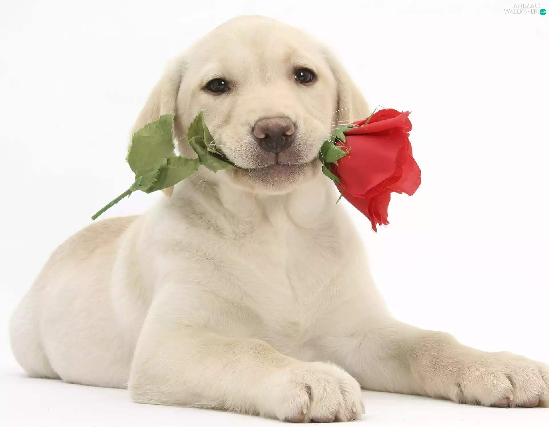 red hot, rose, young, Labrador, beige