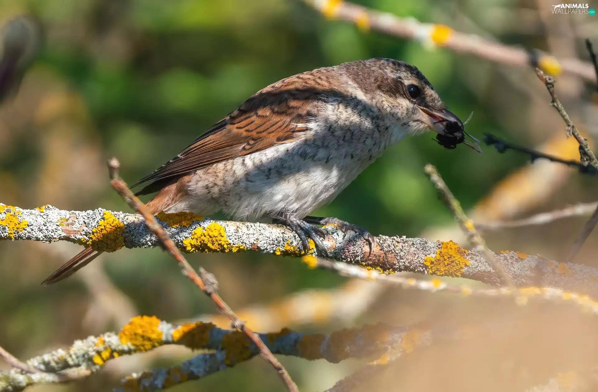Insect, branch pics, young, carboy, Bird