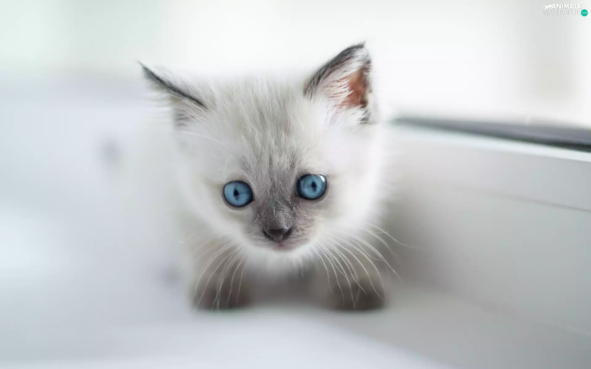 White, young, Blue Eyed, cat