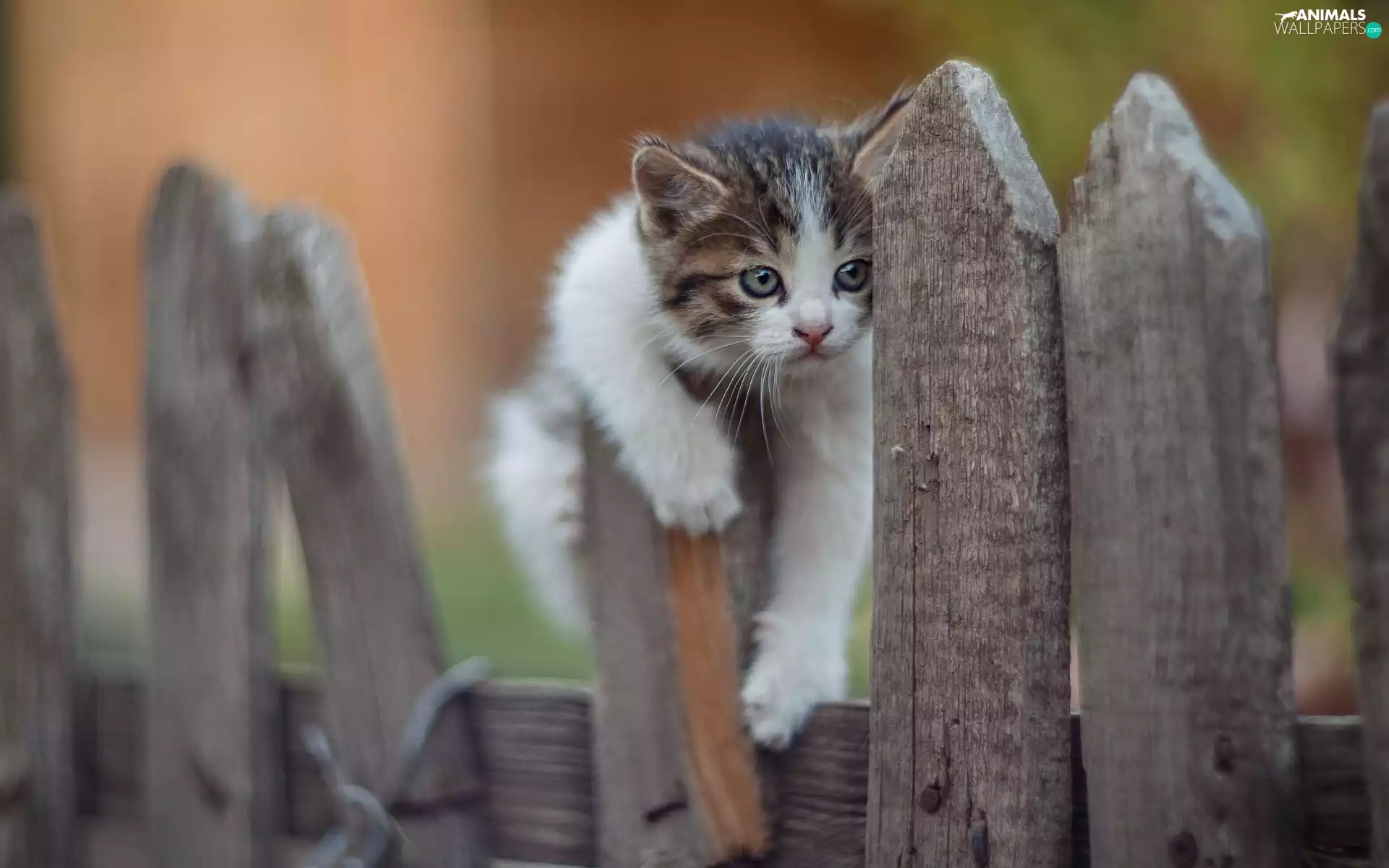 cat, kitten, Fance, young