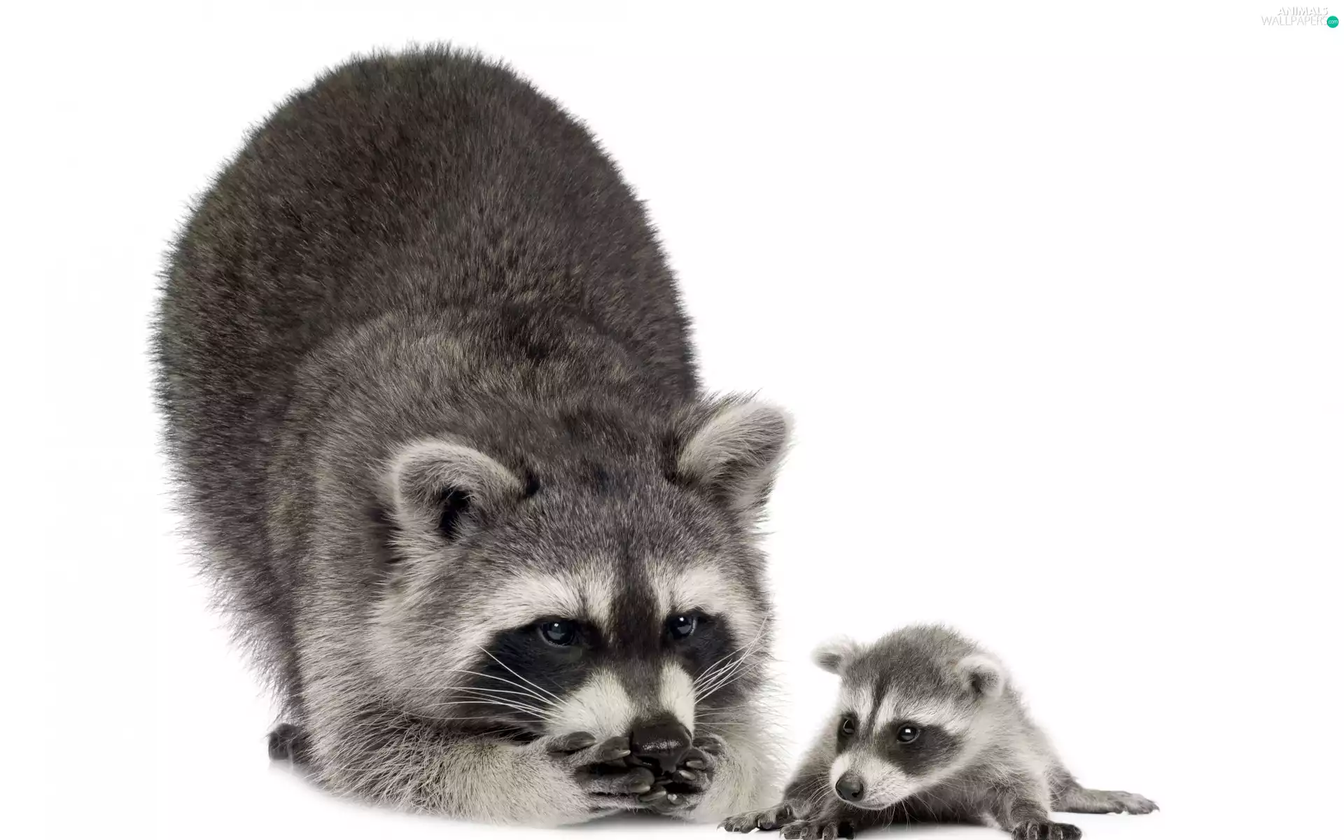 young, raccoon, DBZ