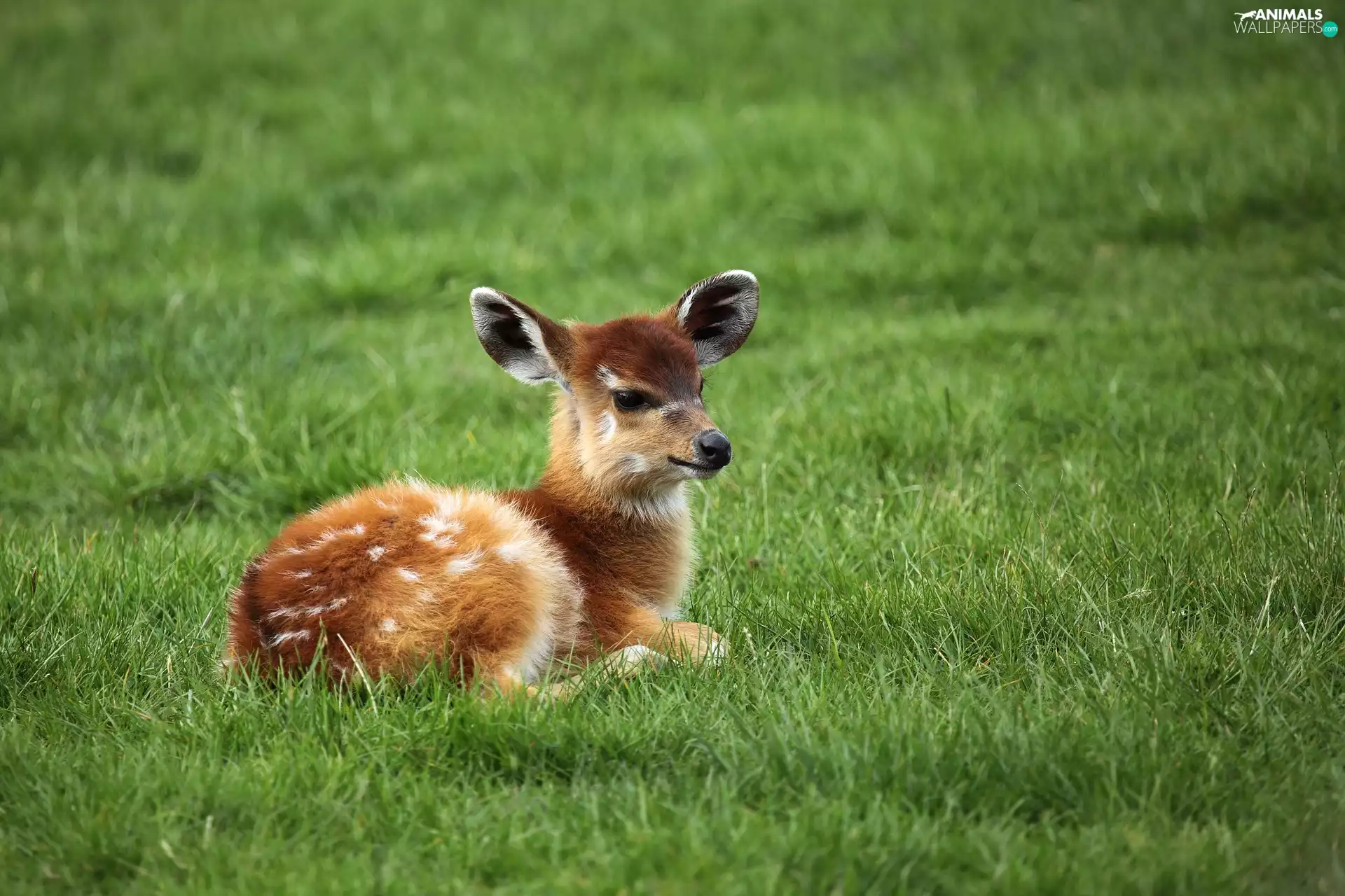 young, deer