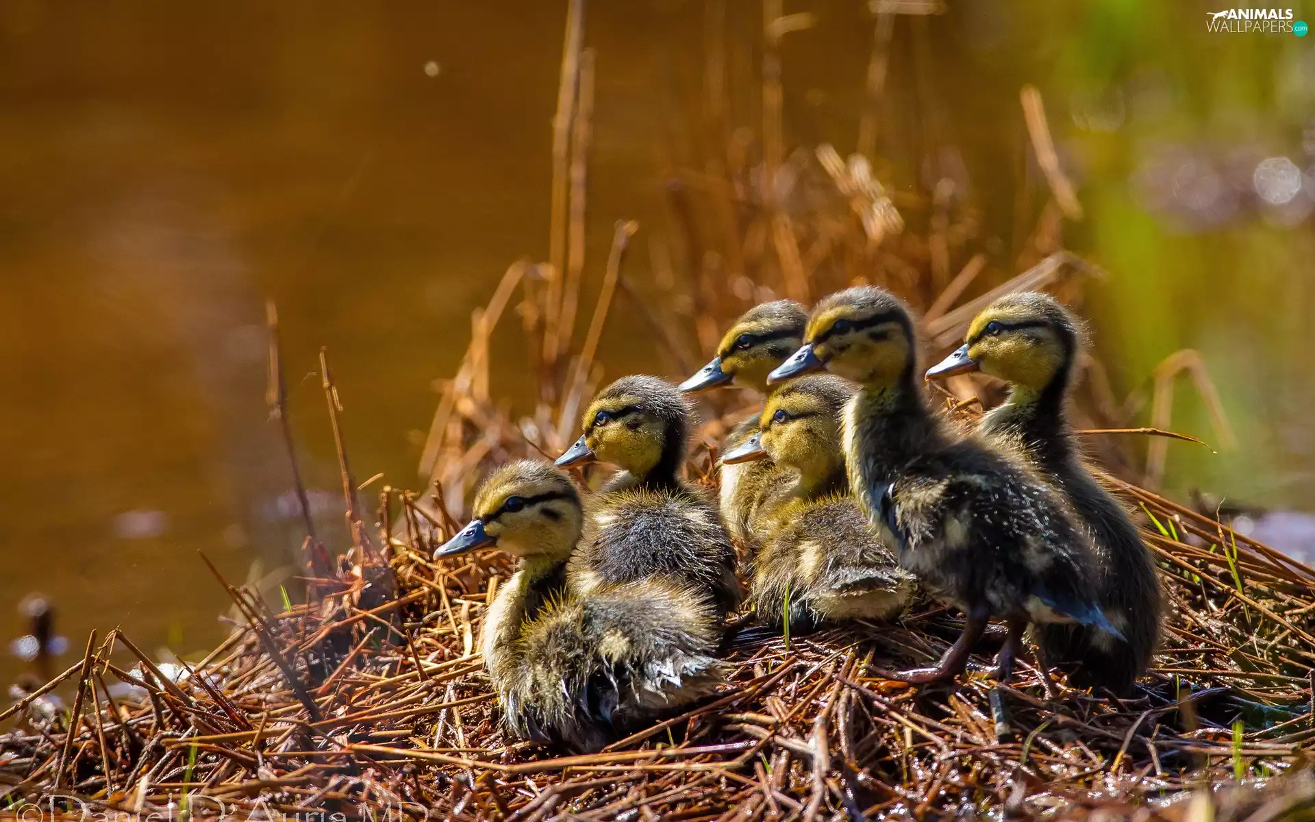 young, ducks
