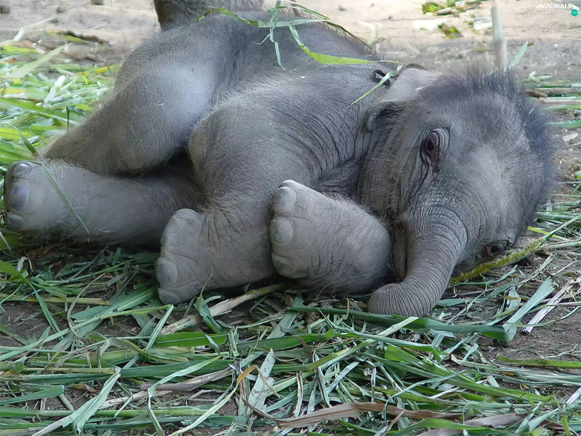 young, baby elephant