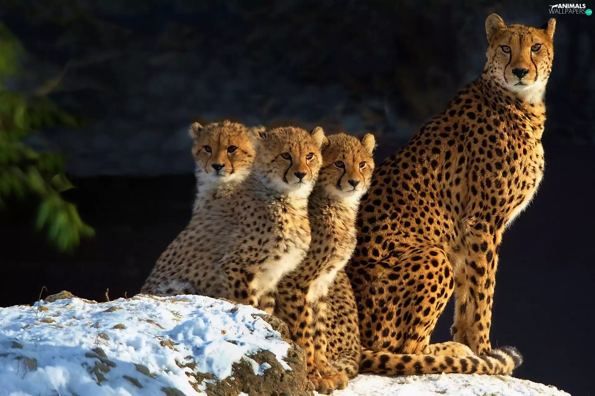 young, Cheetah, female